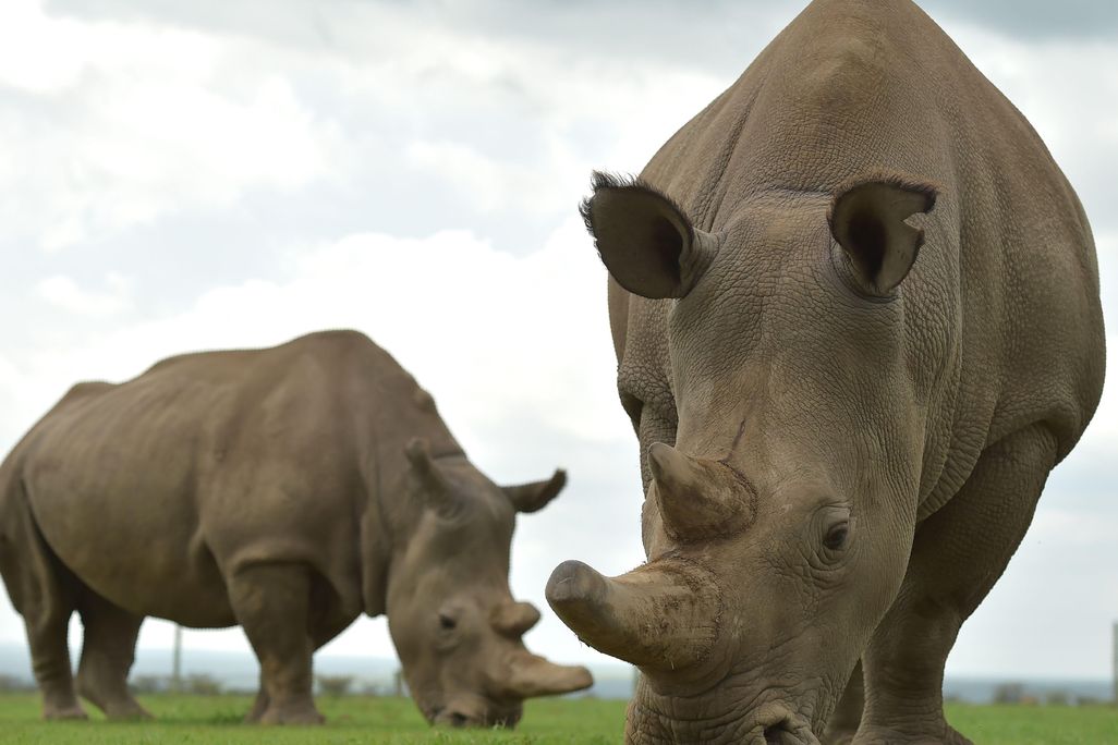 Rhino Pregnancy