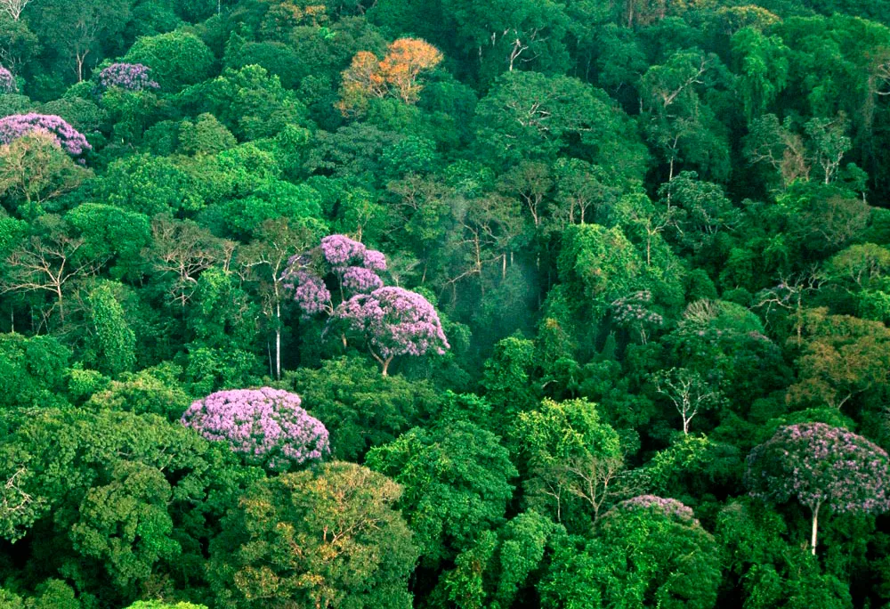 Jungle