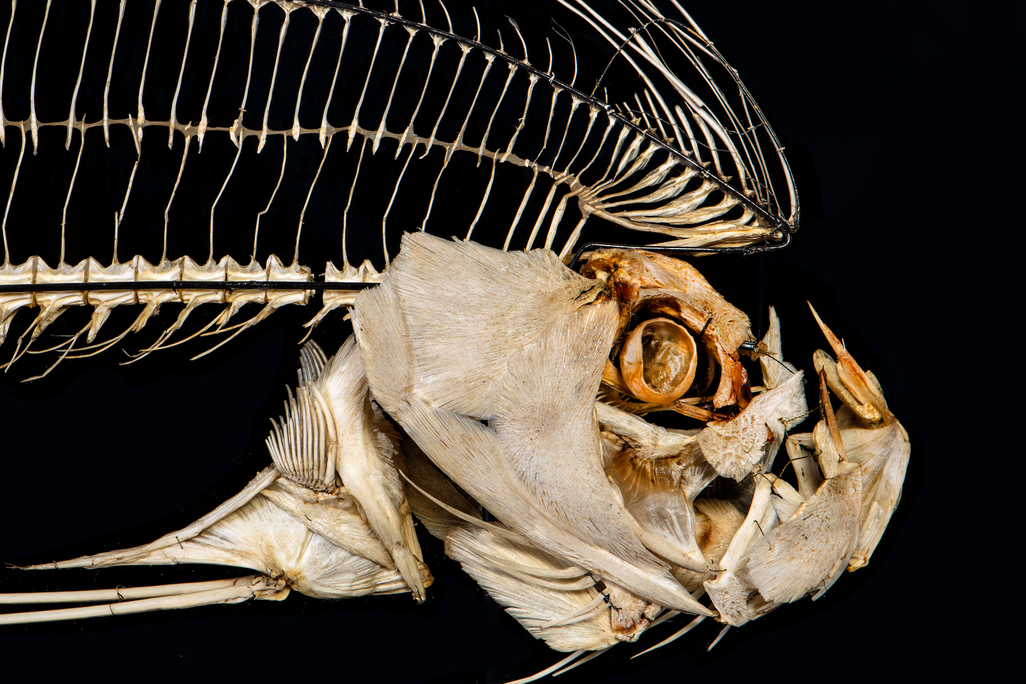 A skeleton of a fish with an enormous jutting jaw, looking fierce; a large fin of fine bones extends over its head