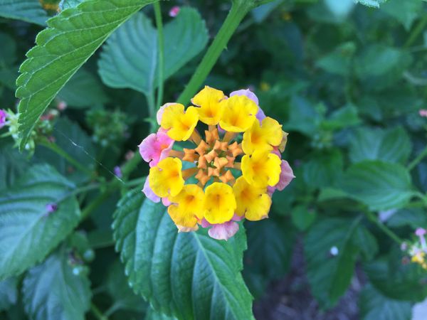 Lantana thumbnail