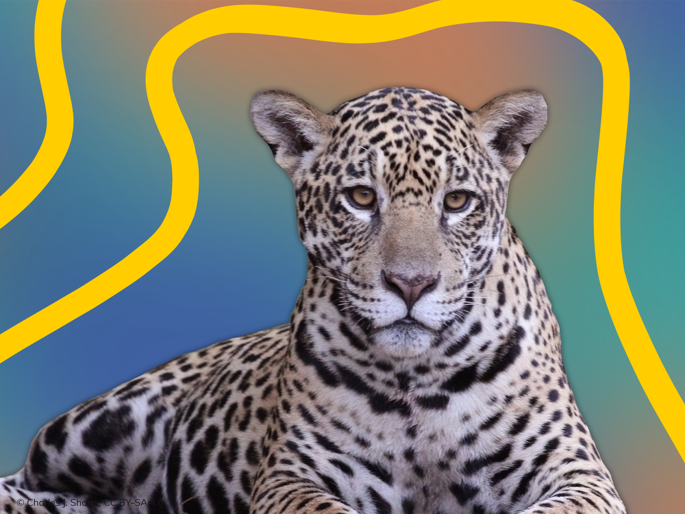 jaguar.png