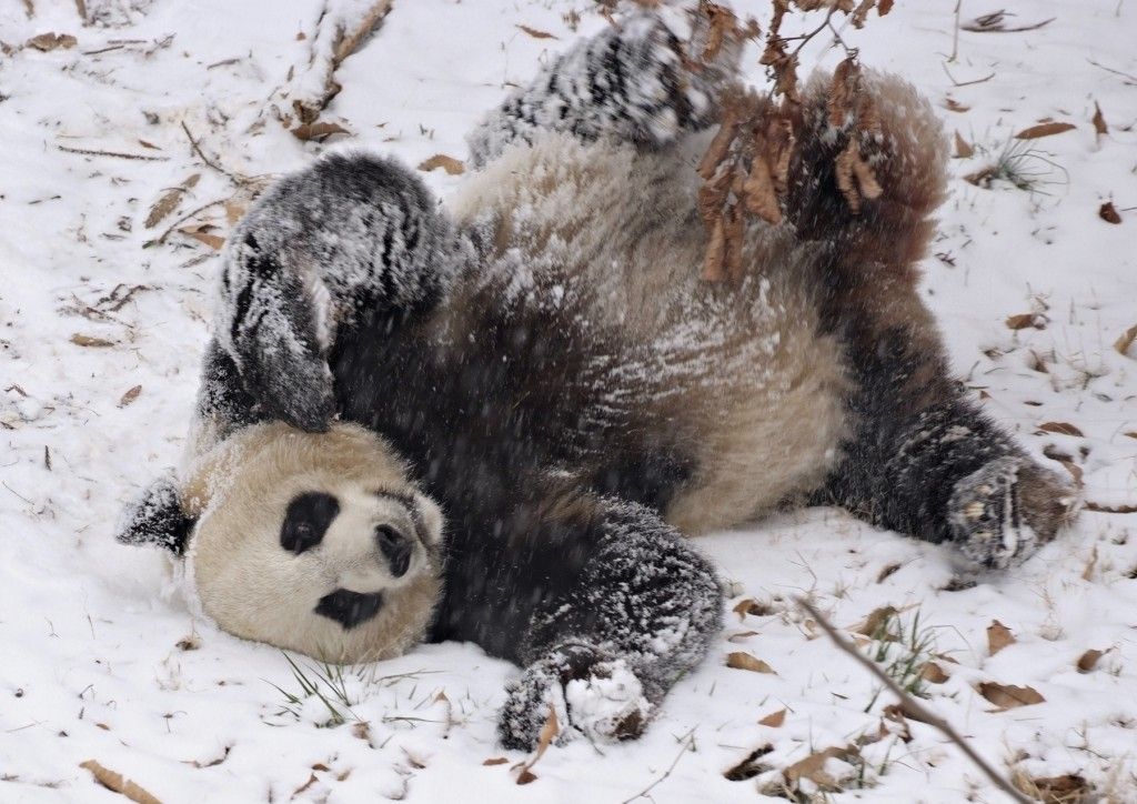 Mei Xiang plays in the snow!