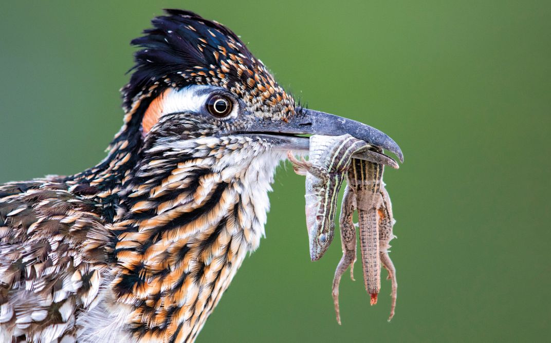 A roadrunner