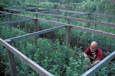 Calhoun tends some 450 apple varieties, more than four times the number commercially cultivated in this country.