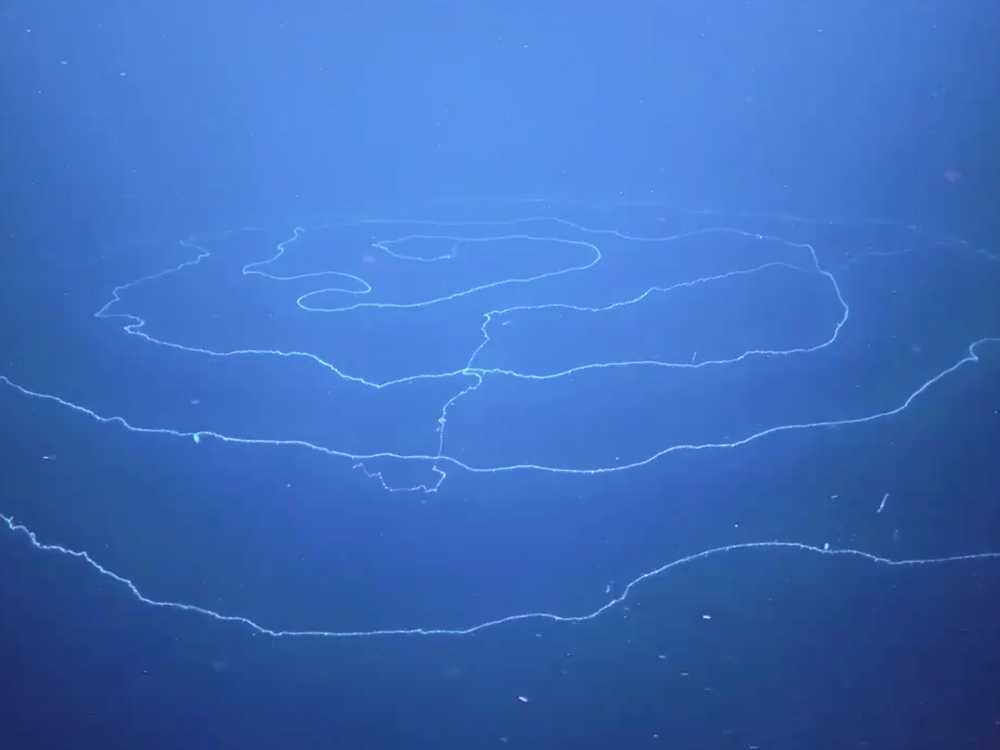 Spiral-shaped siphonophore 