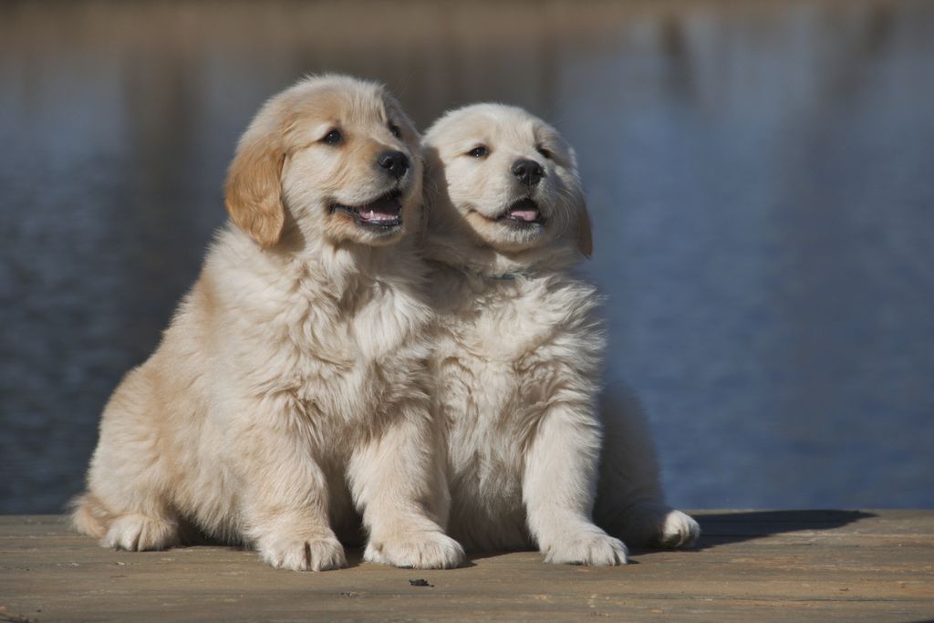 Low Sperm Count Dog
