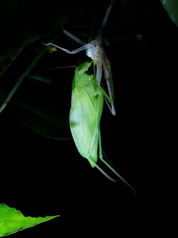 Molting Katydid in a Desperate Cling thumbnail
