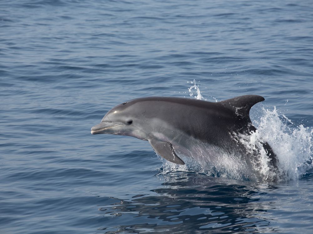 A dolphin jumping in the water