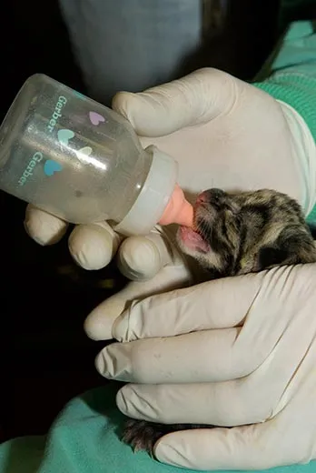 Clouded leopard cubs