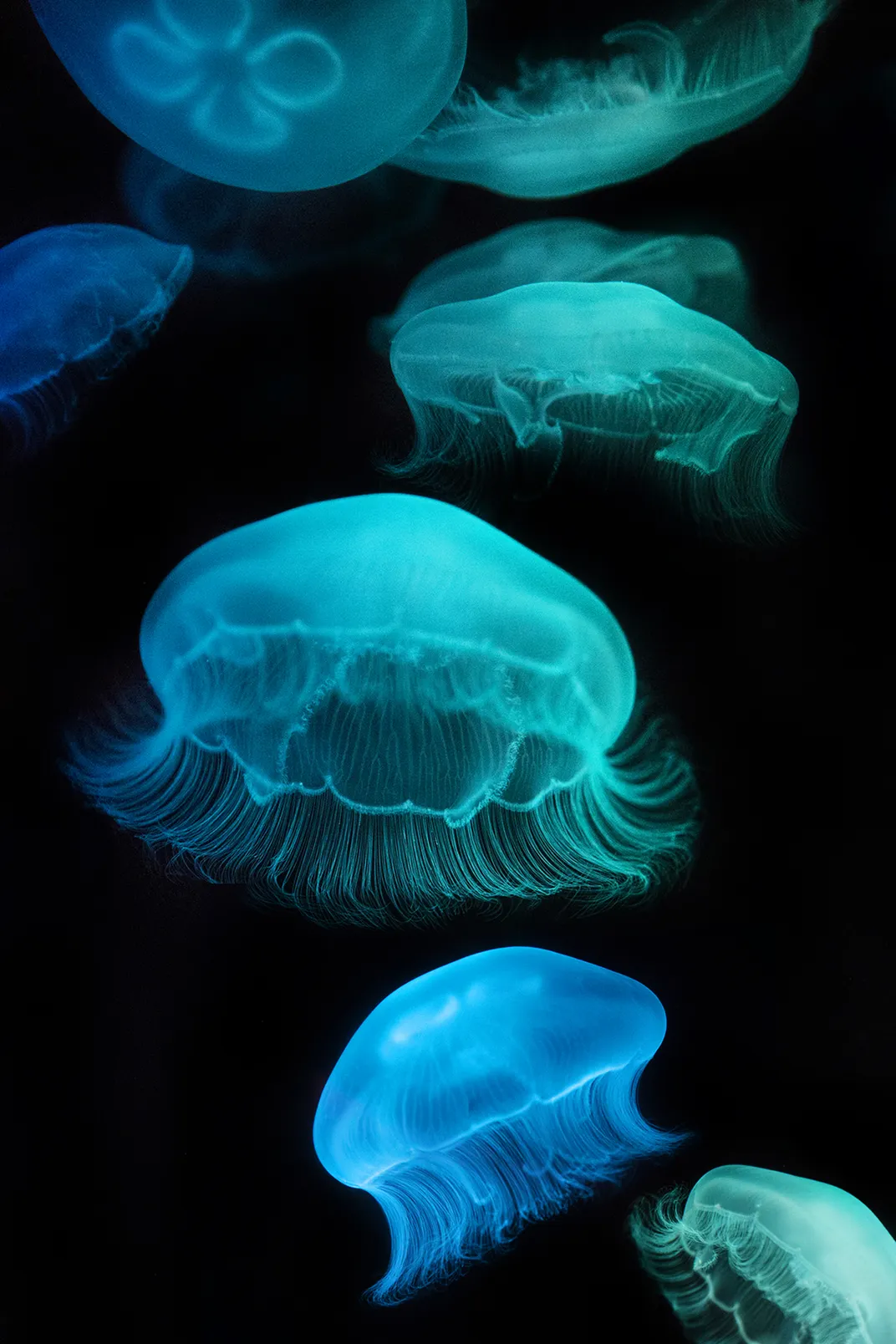 These white jellyfish appear blue under a colorful spotlight.