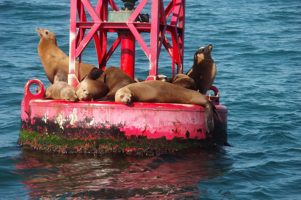 Sea lions on a red buoy