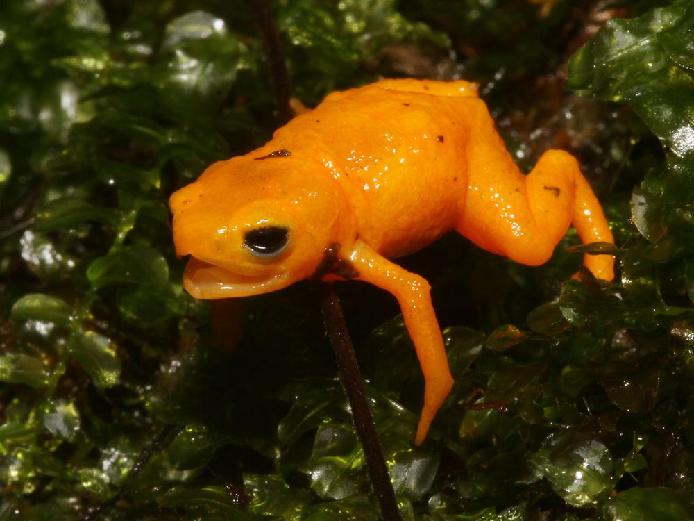 Pumpkin Toadlet