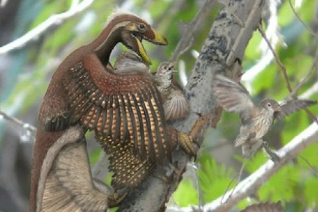 Microraptor