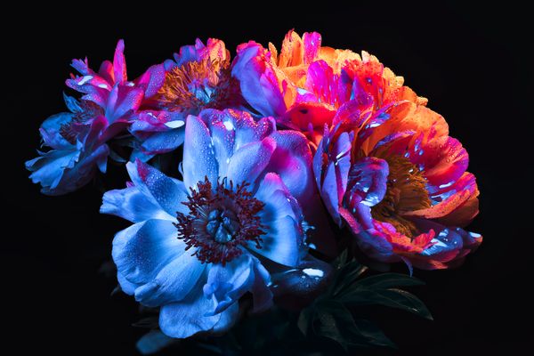 Colorful Peonies in the Dark thumbnail