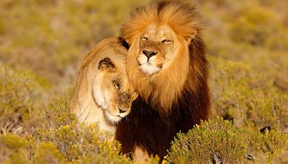 Can Spraying Lions With ‘The Love Hormone’ Help Them Live Together?