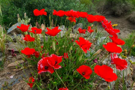 Poppies near Ribeira de Piscos, Côa Valley, Western Iberia, Portugal
