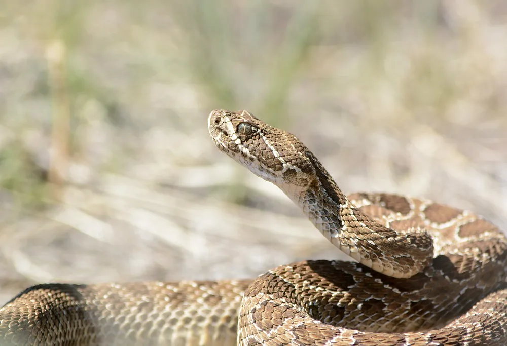 A snake curled up with its head raised