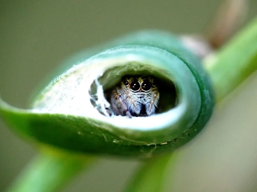 Fourteen Ways That Spiders Use Their Silk Science Smithsonian