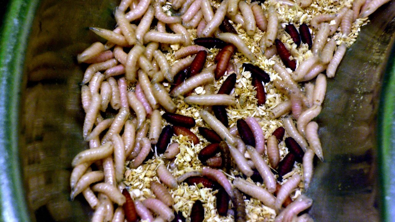 Maggots I Nesen Why Are Bugs Attracted To Light? New Research Reveals