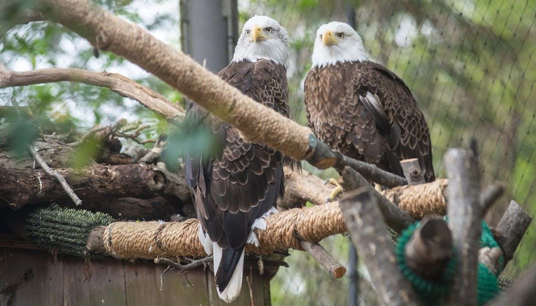 Two bald eagles, Annie and Tioga, sit on a perch in their yard. The perch looks like a branch wrapped in tan twine. There are other branches and perches around the birds.