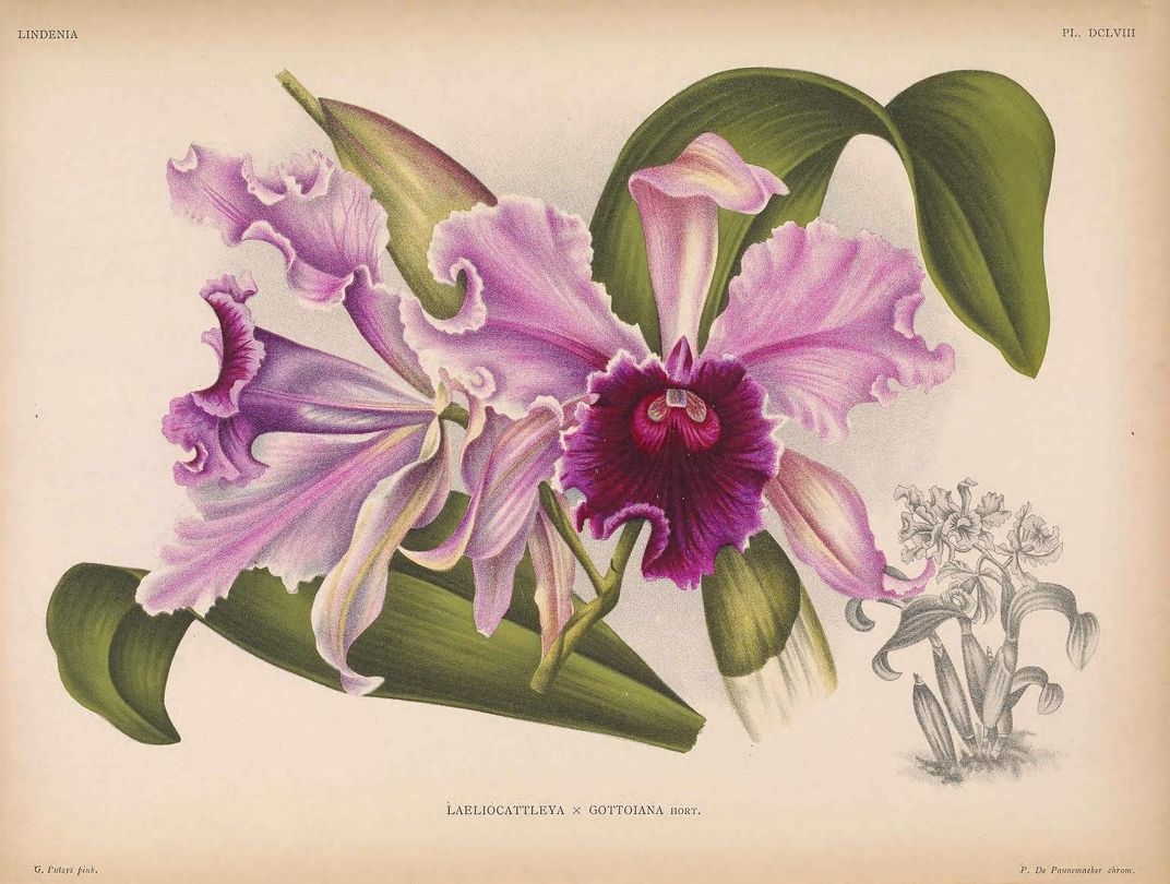 Natural history illustration of magenta colored orchids.
