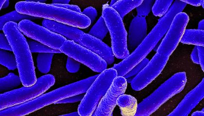 Scientists Used A.I. to Redesign a Microbe's Machinery to Function Without a Key Ingredient of Life