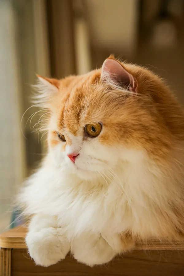 Gaze of the Orange Tabby thumbnail