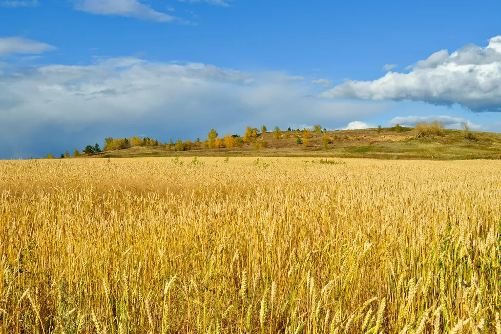 Wheat