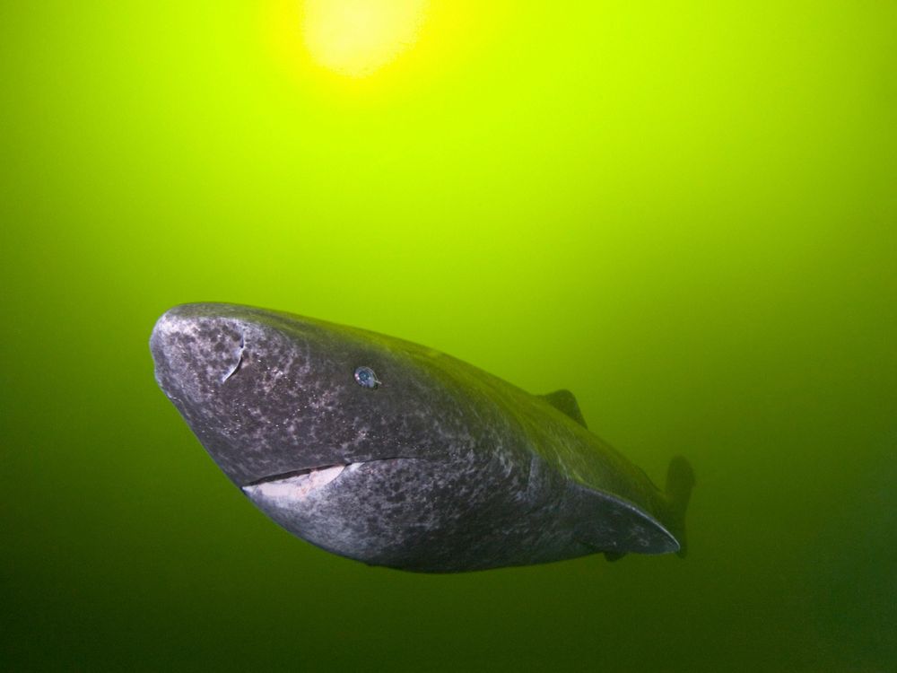 greenland shark