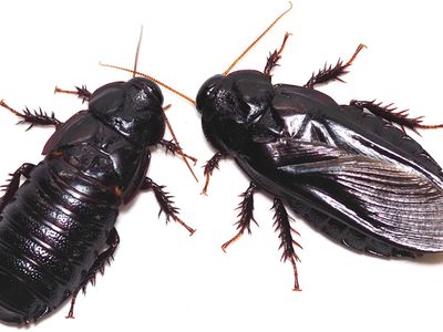 Two wood-feeding cockroaches (Salganea taiwanensis). The one on the left is missing it's wings after the mutual wing-eating behavior. The one on the right has it's wings intact.  

