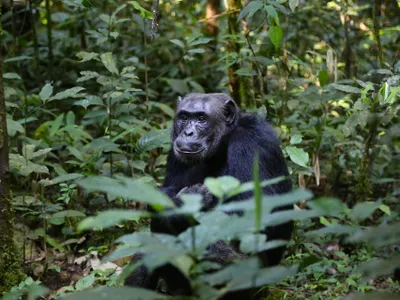 A chimpanzee sits among leaves
