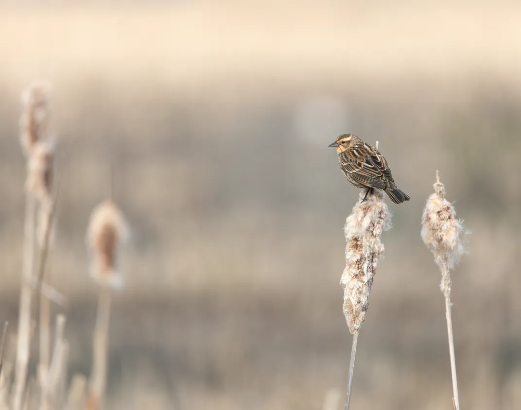 13 - A lone female red-winged blackbird, with feathers that create an intricate pattern, doesn’t seem to mind the solitude.