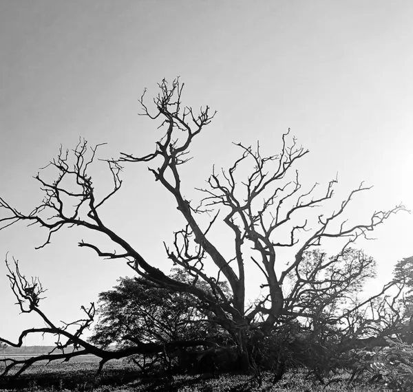 The Great Fall thumbnail