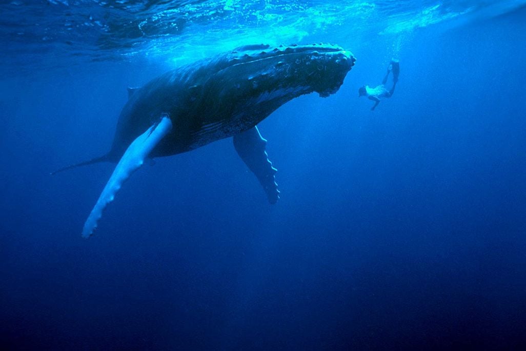 Humpback Whale and Snorkeler