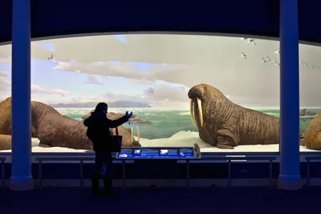 The walrus diorama at the American Museum of Natural History in New York, photographed in 2009, includes a "realistic" marine background.