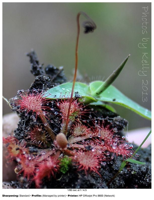 A Tiny World,Carnivorous Plants Around The House. | Smithsonian Photo ...