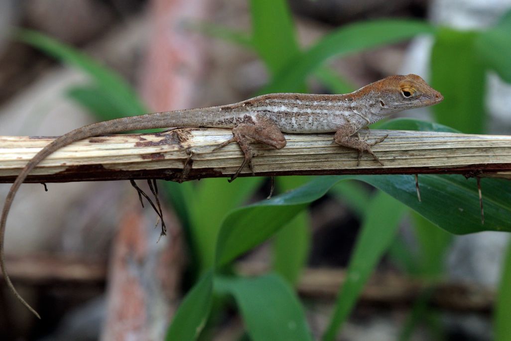Brown lizard on a branch