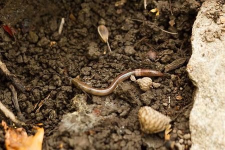 Jumping worms are becoming more common in Wisconsin. This photo shows what is likely an Amynthas agrestis jumping worm in Pennsylvania, though its identification is unconfirmed. 