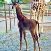 See the Rare Spotless Giraffe Born at a Tennessee Zoo icon