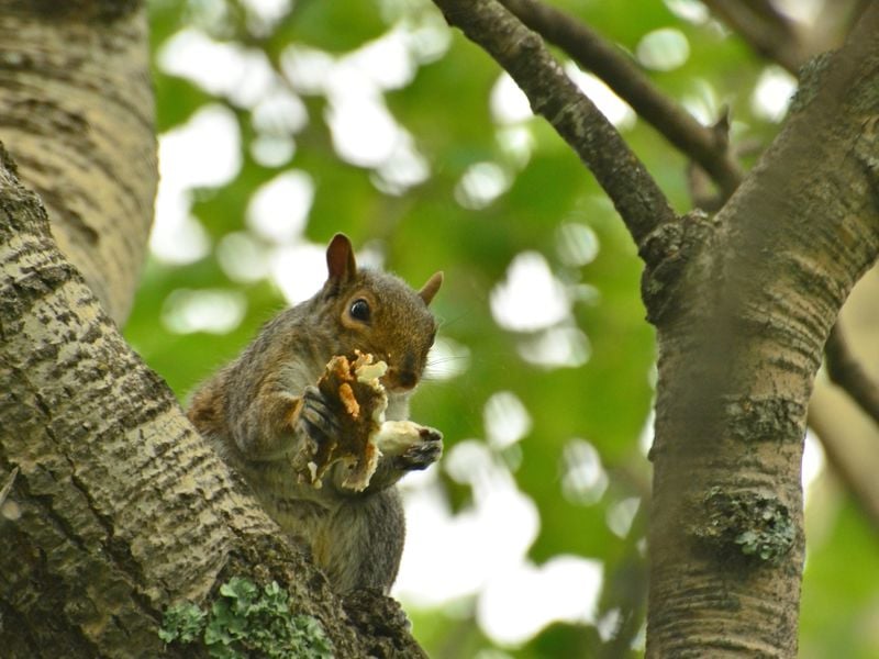 grey squirrel in tree eating a mushroom | Smithsonian Photo Contest