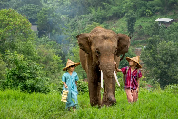 Elephant Play 4 thumbnail