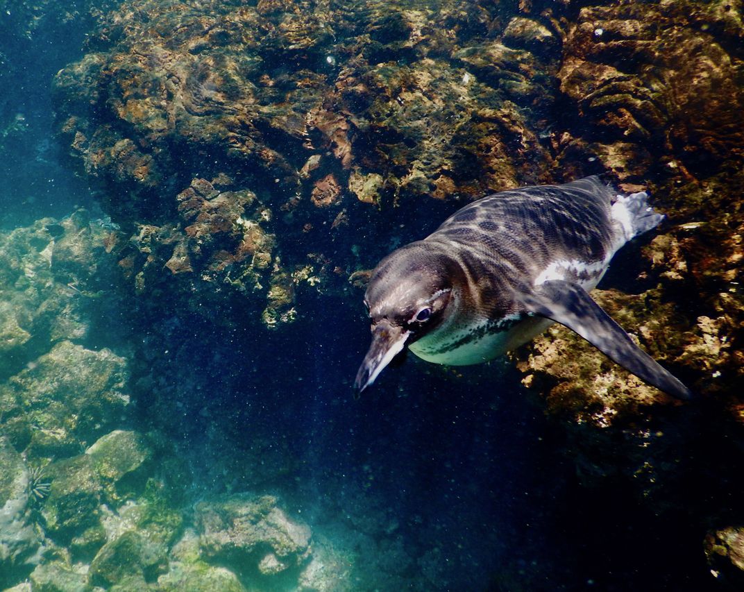 smithsonian tours to galapagos