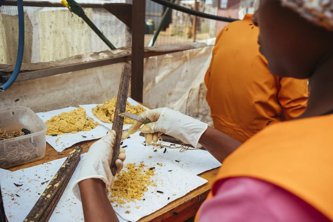 InsectiPro workers scrape black soldier fly eggs from the slats where they were laid. A female fly can lay more than 600 of the yellow eggs in her adulthood, which lasts just over a week.