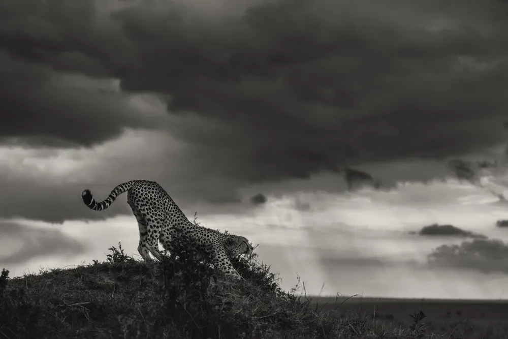 A hungry cheetah stretches atop a mound after several failed hunts, moments before rain swept across the Mara. The tension between its exhaustion and the dramatic sky reveals the fragile balance of survival in the wild.