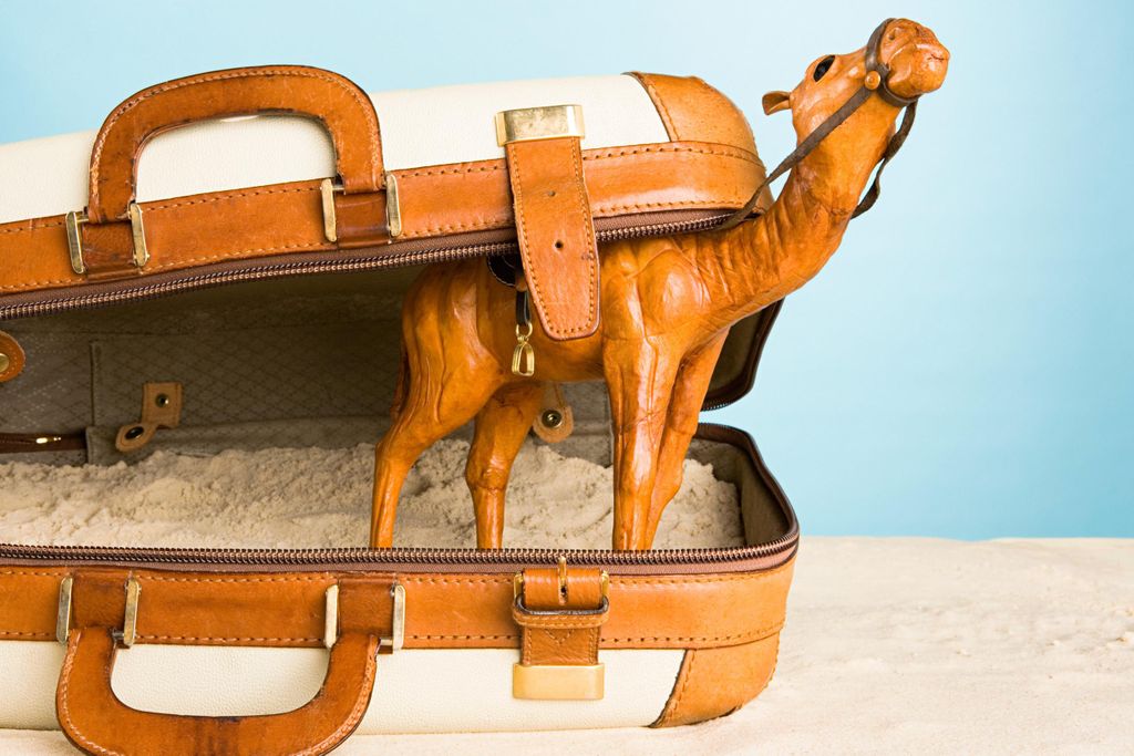 Camel in Suitcase