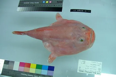 The coffinfish can inflate its body volume by up to 30 percent upon inhaling a significant quantity of water