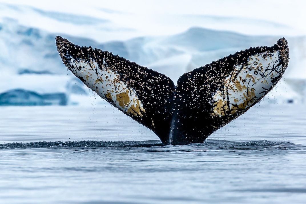 John Comisky, "Whale Tail 2" (Natural World)