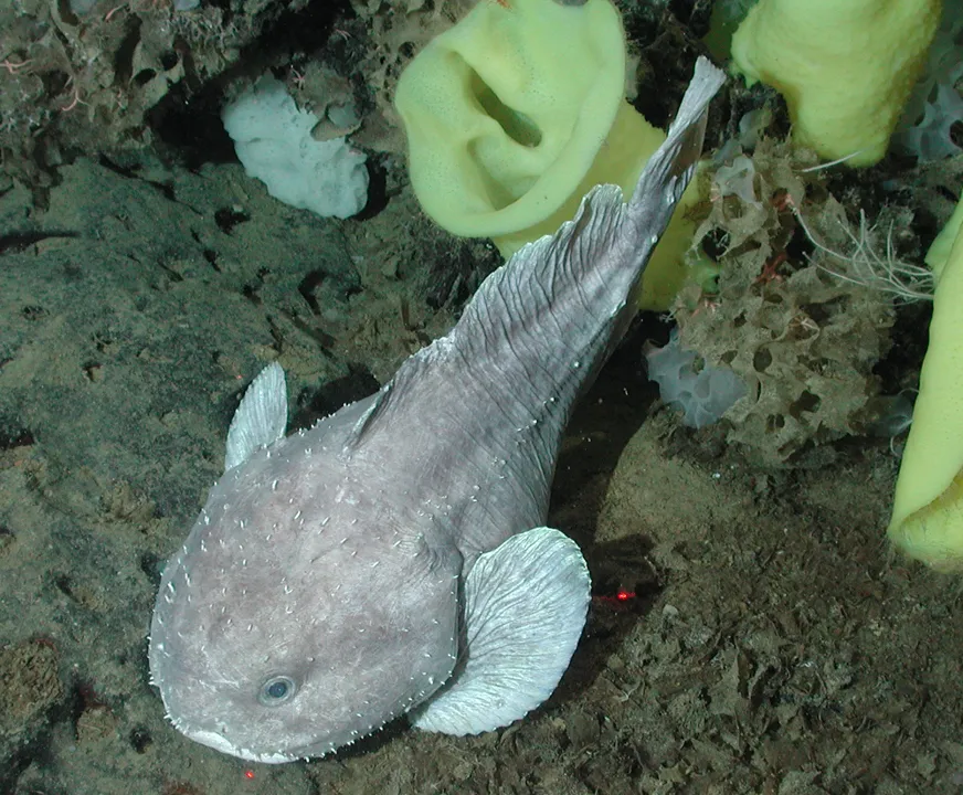 A blobfish in its natural habitat