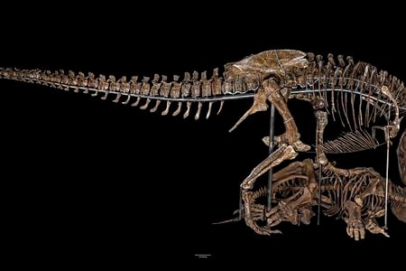 The Nation’s T. rex decapitating a Triceratops in its new pose as the centerpiece of the David H. Koch Hall of Fossils – Deep Time, a 31,000-square-foot dinosaur and fossil exhibit slated to open June 8, 2019. (Smithsonian Institution)