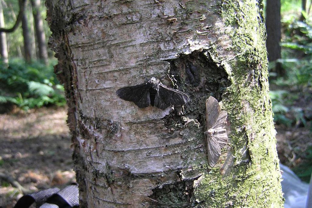 Moths